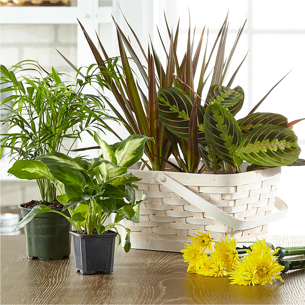 Florist Designed Blooming and Green Plants in a Basket – BUSSE AND RIECK FLOWERS PLANTS & GIFTS, Kankakee IL