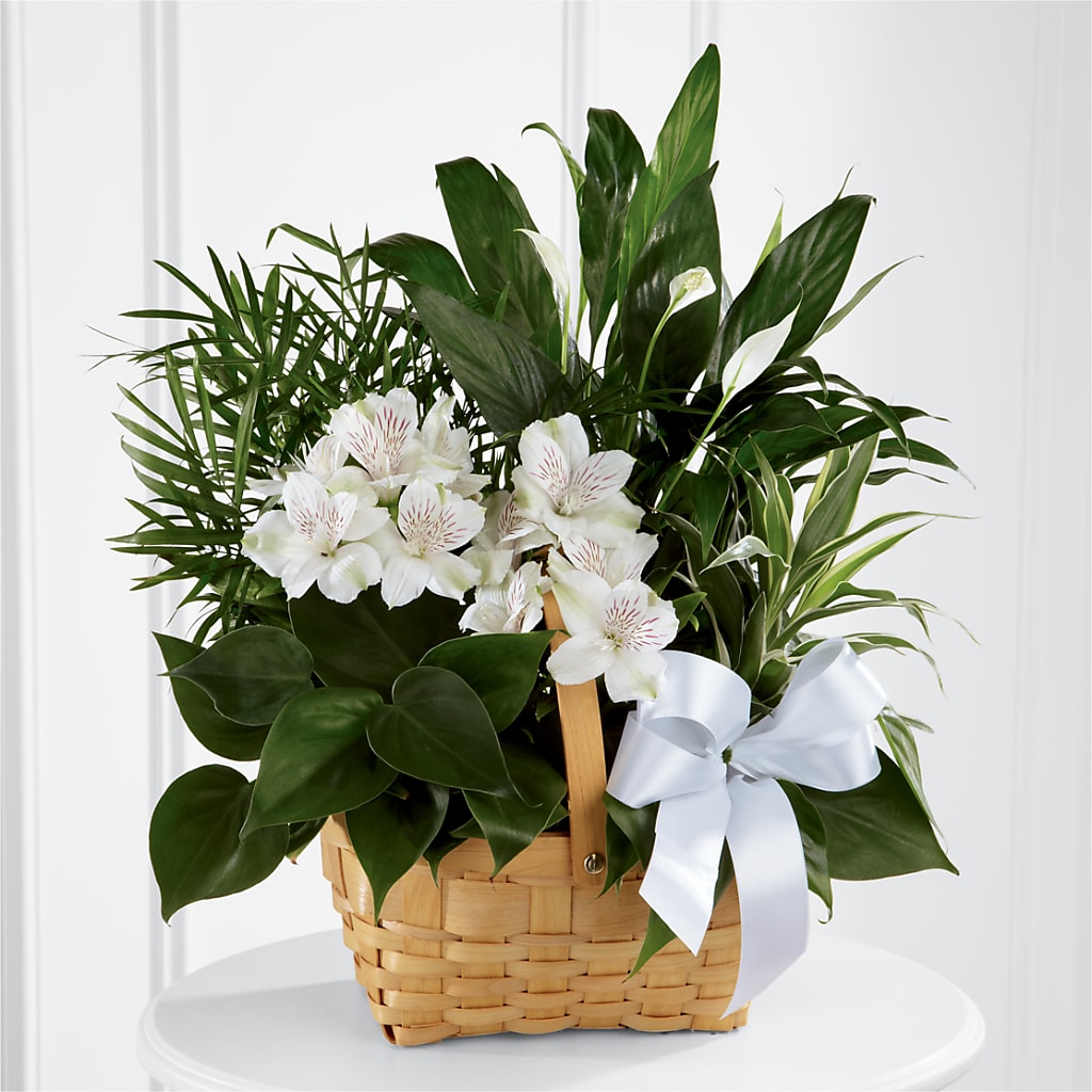 Peace & Serenity Dishgarden – BUSSE AND RIECK FLOWERS PLANTS & GIFTS, Kankakee IL