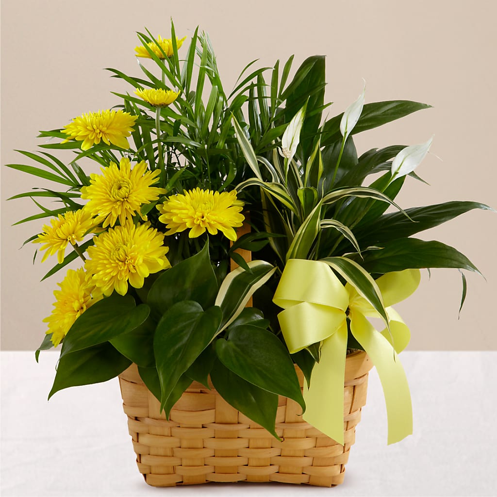 Loving Light Dishgarden – BUSSE AND RIECK FLOWERS PLANTS & GIFTS, Kankakee IL
