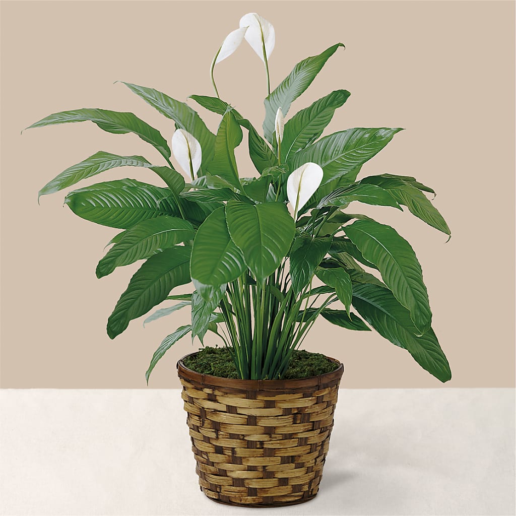 Tranquil Moments Peace Lily Plant – BUSSE AND RIECK FLOWERS PLANTS & GIFTS, Kankakee IL