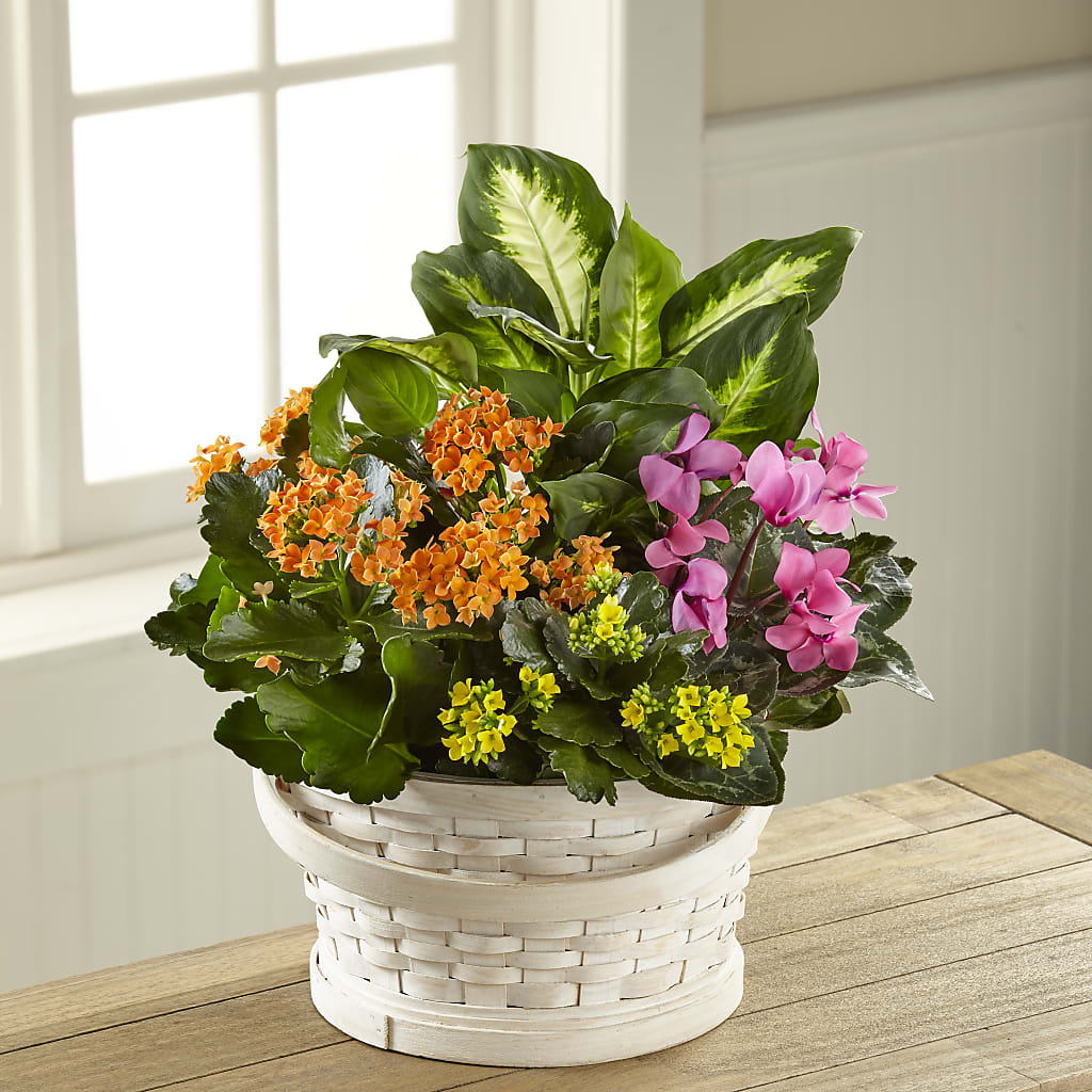 Color Crush Dishgarden – BUSSE AND RIECK FLOWERS PLANTS & GIFTS, Kankakee IL