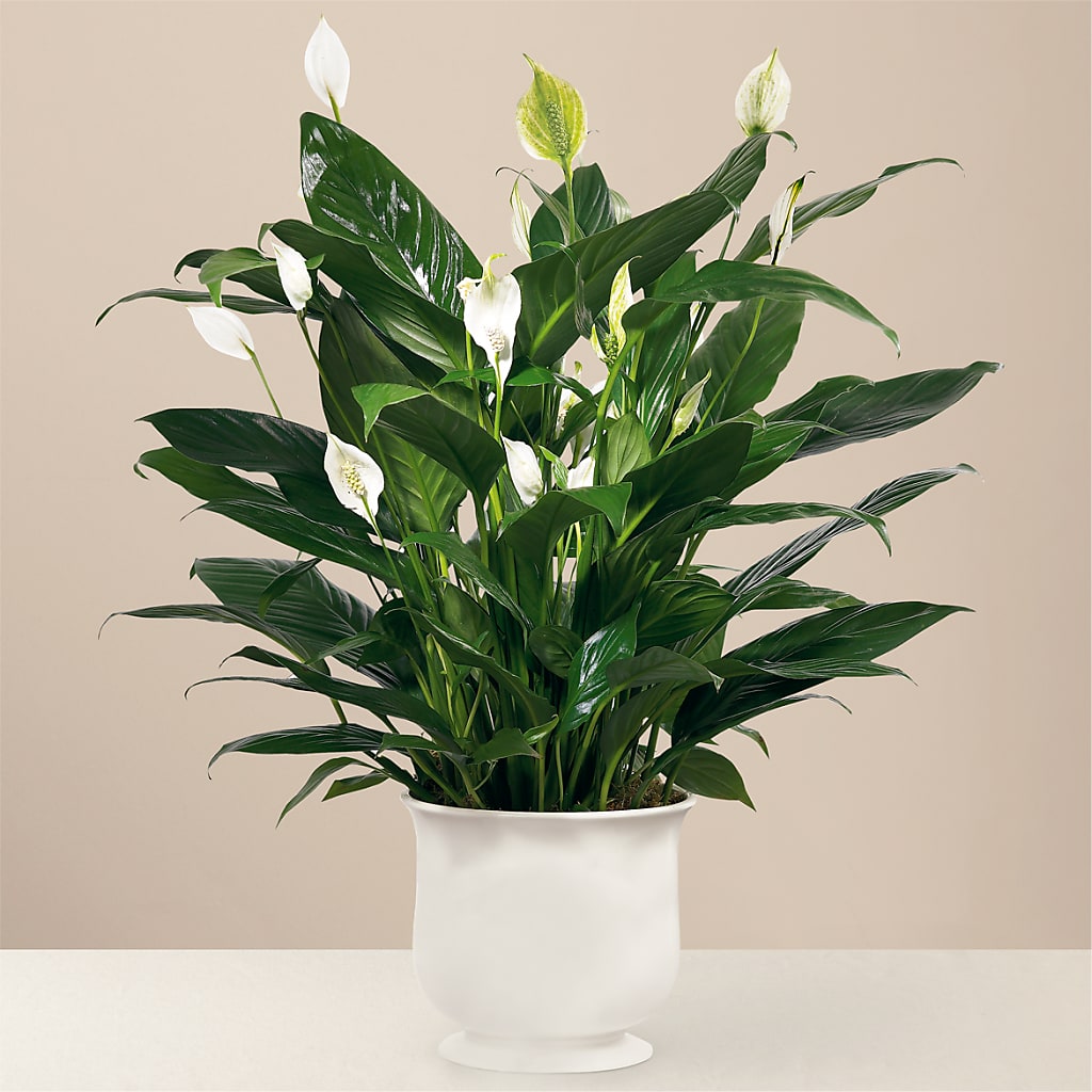 Comfort Planter – BUSSE AND RIECK FLOWERS PLANTS & GIFTS, Kankakee IL