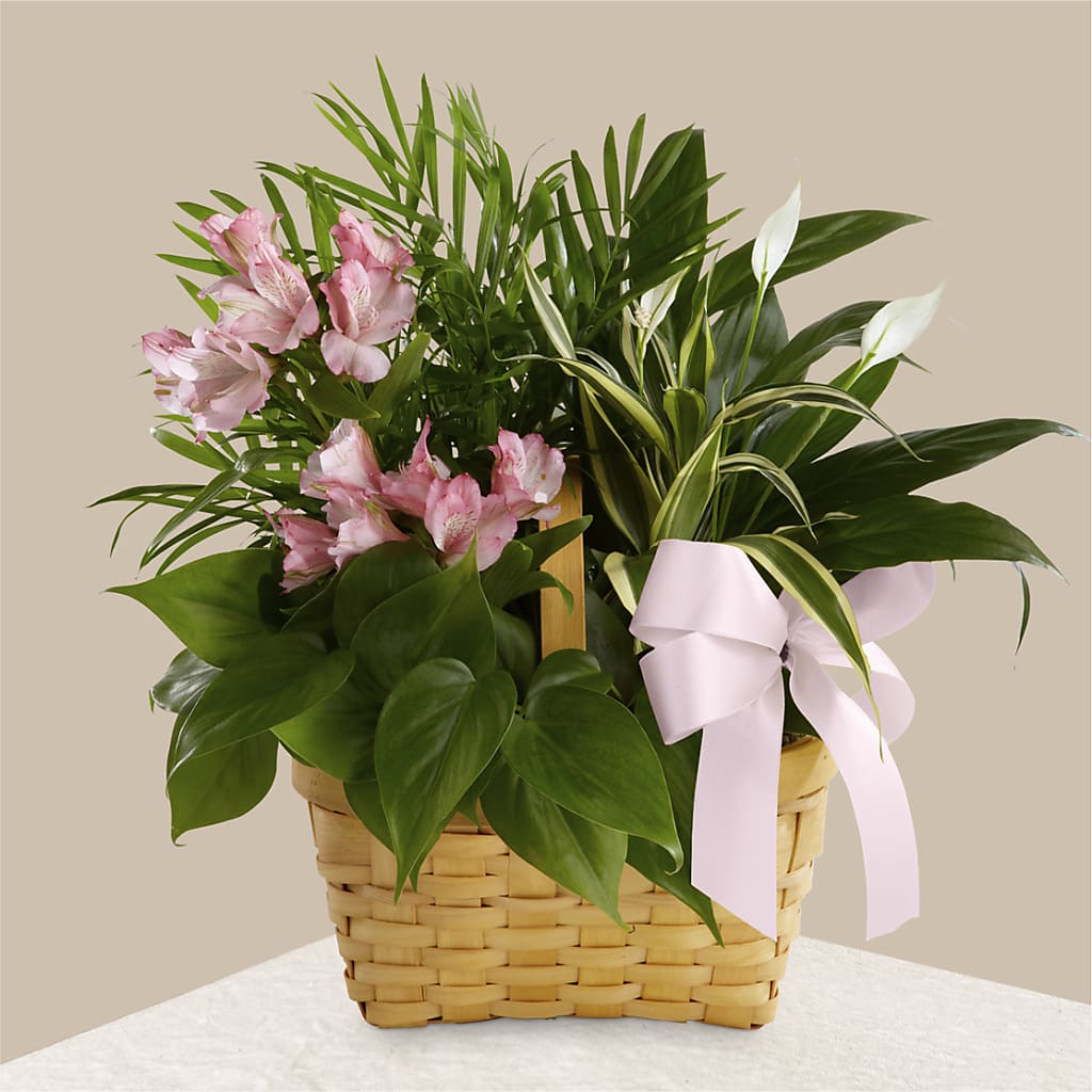 Living Spirit Dishgarden – BUSSE AND RIECK FLOWERS PLANTS & GIFTS, Kankakee IL