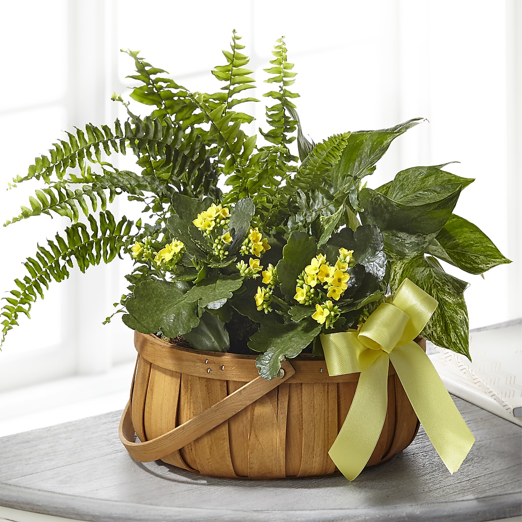 Always Dear Dishgarden – BUSSE AND RIECK FLOWERS PLANTS & GIFTS, Kankakee IL