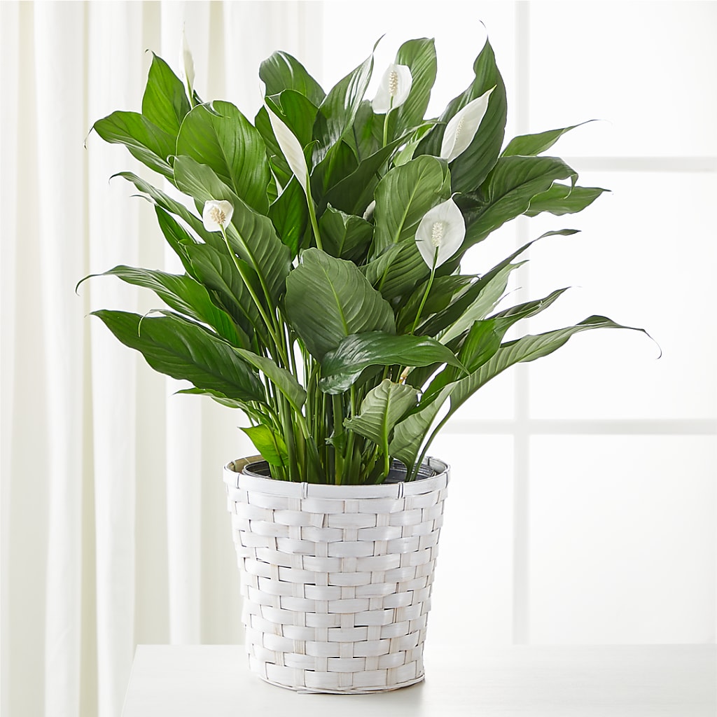A New Leaf Peace Lily – BUSSE AND RIECK FLOWERS PLANTS & GIFTS, Kankakee IL