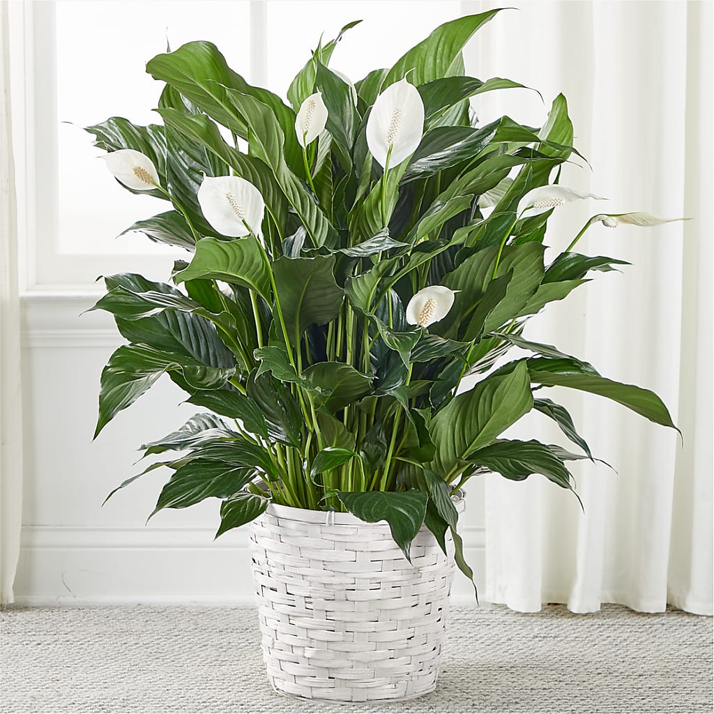 A New Leaf Peace Lily – BUSSE AND RIECK FLOWERS PLANTS & GIFTS, Kankakee IL