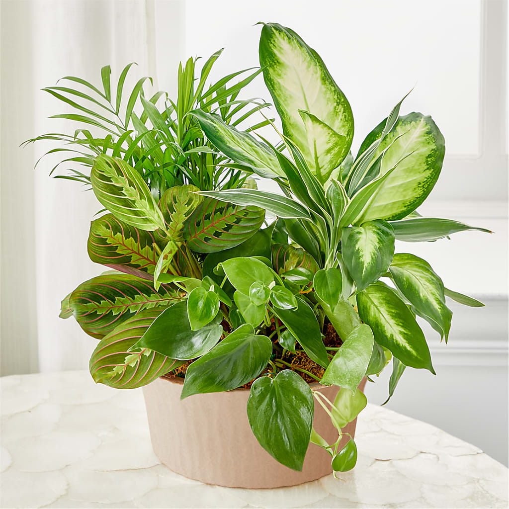 Balance & Harmony Dishgarden – BUSSE AND RIECK FLOWERS PLANTS & GIFTS, Kankakee IL