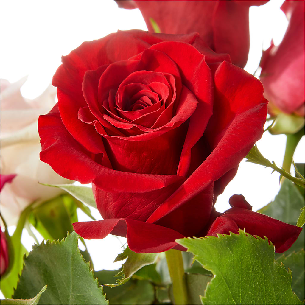 Love Notes Rose Bouquet – BUSSE AND RIECK FLOWERS PLANTS & GIFTS, Kankakee IL