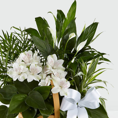 Peace & Serenity Dishgarden – BUSSE AND RIECK FLOWERS PLANTS & GIFTS, Kankakee IL