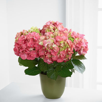 Pink Hydrangea Planter – BUSSE AND RIECK FLOWERS PLANTS & GIFTS, Kankakee IL