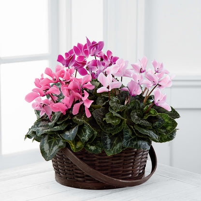 Mixed Cyclamen Planter – BUSSE AND RIECK FLOWERS PLANTS & GIFTS, Kankakee IL