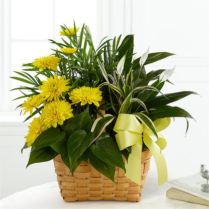 Loving Light Dishgarden – BUSSE AND RIECK FLOWERS PLANTS & GIFTS, Kankakee IL