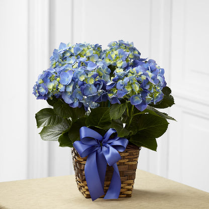 Blue Hydrangea Planter – BUSSE AND RIECK FLOWERS PLANTS & GIFTS, Kankakee IL