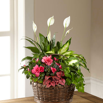 Dream in Pink Dishgarden – BUSSE AND RIECK FLOWERS PLANTS & GIFTS, Kankakee IL