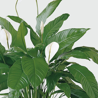 Tranquil Moments Peace Lily Plant – BUSSE AND RIECK FLOWERS PLANTS & GIFTS, Kankakee IL
