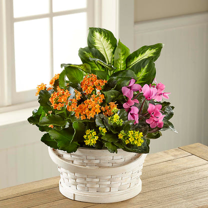 Color Crush Dishgarden – BUSSE AND RIECK FLOWERS PLANTS & GIFTS, Kankakee IL