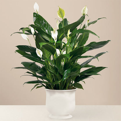 Comfort Planter – BUSSE AND RIECK FLOWERS PLANTS & GIFTS, Kankakee IL
