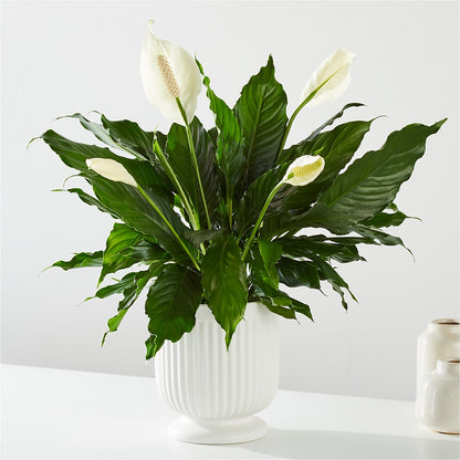 Comfort Planter – BUSSE AND RIECK FLOWERS PLANTS & GIFTS, Kankakee IL