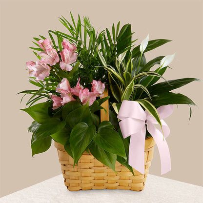 Living Spirit Dishgarden – BUSSE AND RIECK FLOWERS PLANTS & GIFTS, Kankakee IL