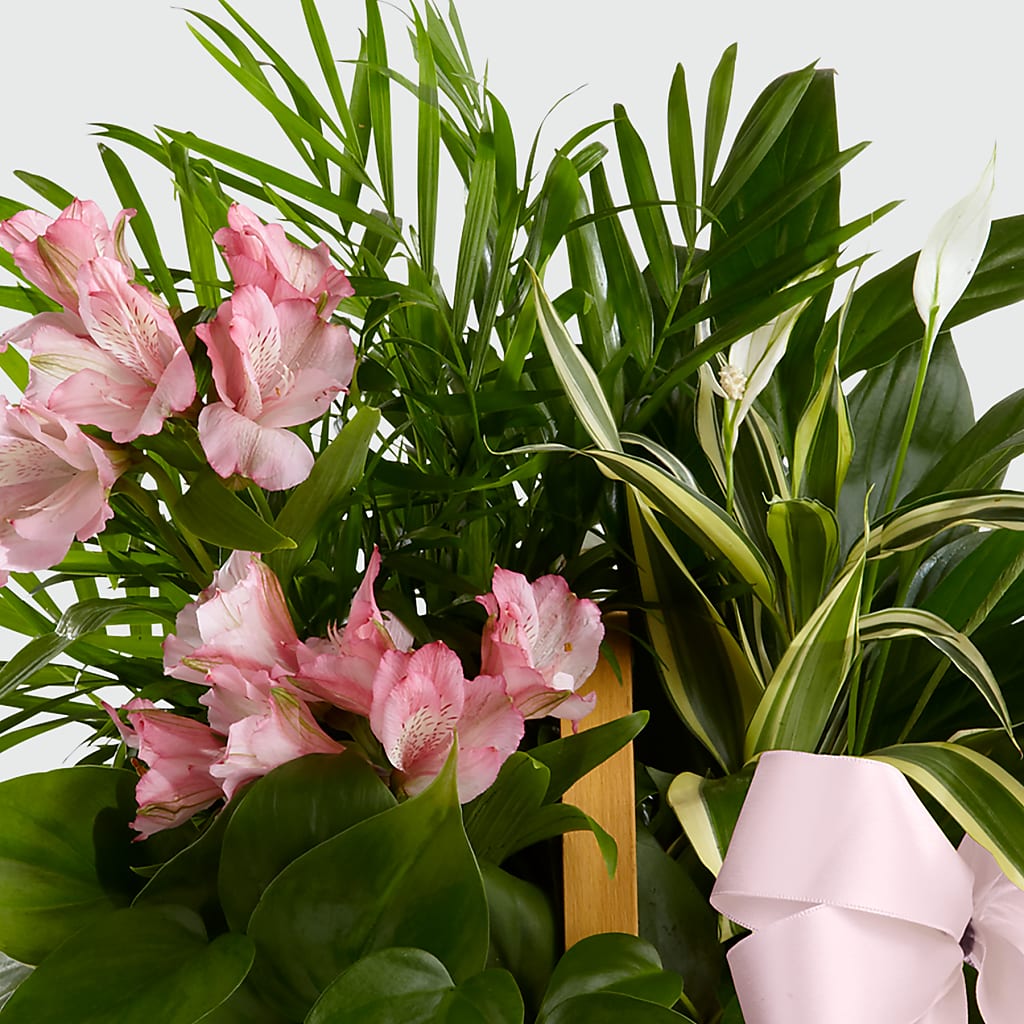 Living Spirit Dishgarden – BUSSE AND RIECK FLOWERS PLANTS & GIFTS, Kankakee IL