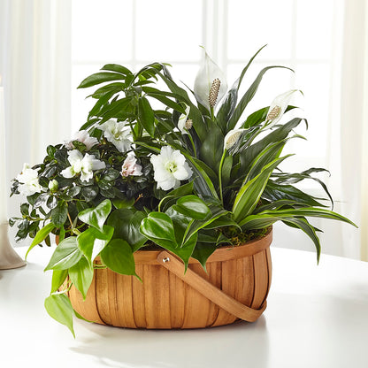 Serene Dishgarden – BUSSE AND RIECK FLOWERS PLANTS & GIFTS, Kankakee IL