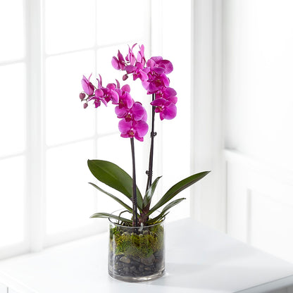 Pink Orchid Plant – BUSSE AND RIECK FLOWERS PLANTS & GIFTS, Kankakee IL