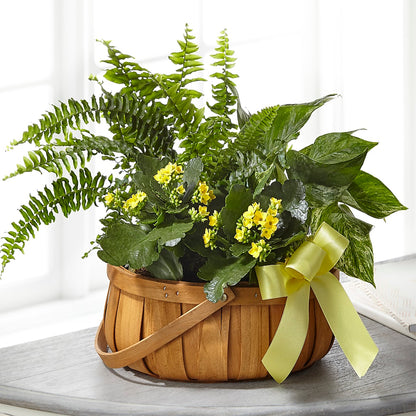 Always Dear Dishgarden – BUSSE AND RIECK FLOWERS PLANTS & GIFTS, Kankakee IL