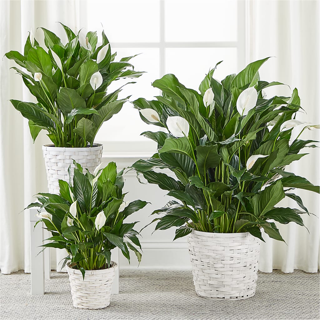 A New Leaf Peace Lily – BUSSE AND RIECK FLOWERS PLANTS & GIFTS, Kankakee IL