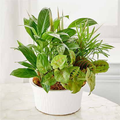 Balance & Harmony Dishgarden – BUSSE AND RIECK FLOWERS PLANTS & GIFTS, Kankakee IL