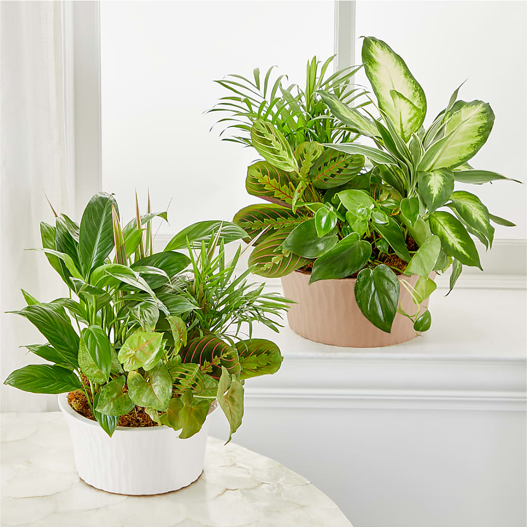Balance & Harmony Dishgarden – BUSSE AND RIECK FLOWERS PLANTS & GIFTS, Kankakee IL