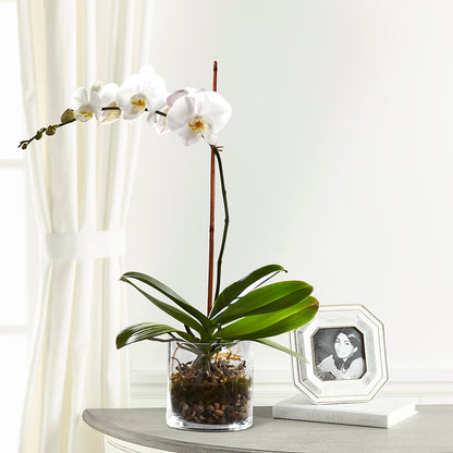 White Orchid Planter – BUSSE AND RIECK FLOWERS PLANTS & GIFTS, Kankakee IL